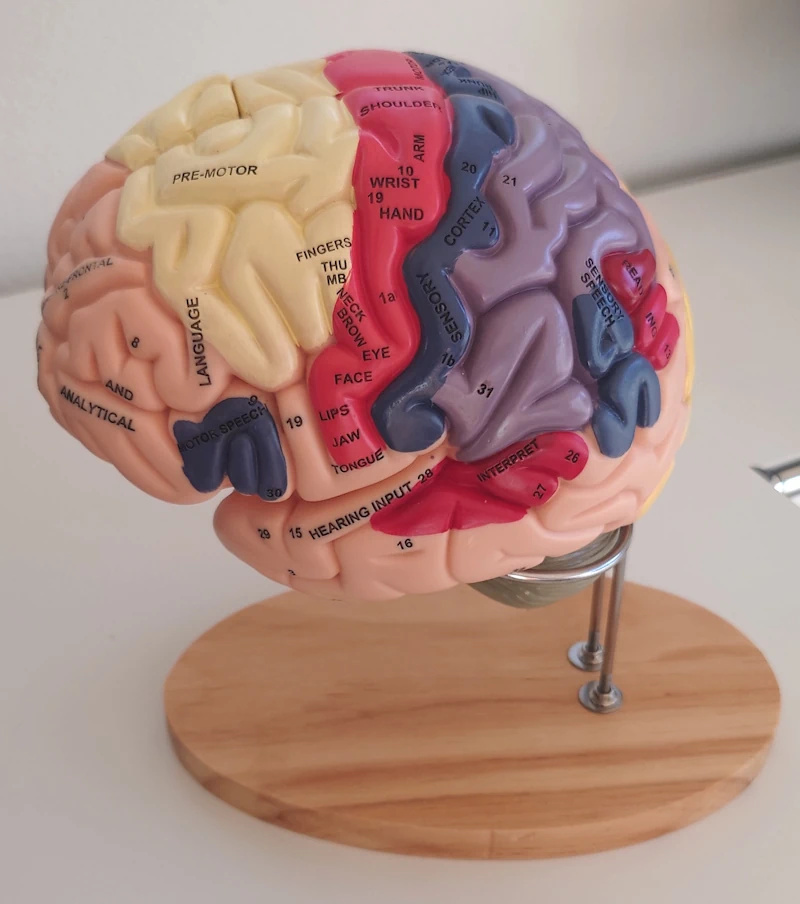 Modèle de cerveau humain, représentant certaines zones spécifiques du cerveau liées à des troubles pouvant être entraînées par neurofeedback, dont le cortex sensori-moteur.